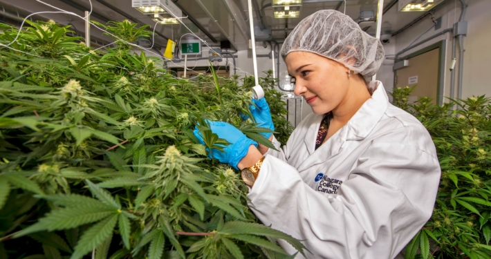 woman with cannabis